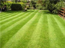 Top 10 Lawn Care Tips